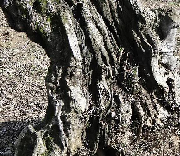 Casa Escobar & Jerez 4* Valencia de Alcántara